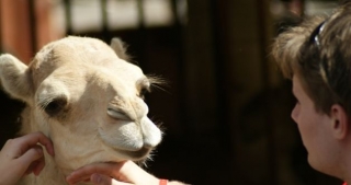 camel 6 